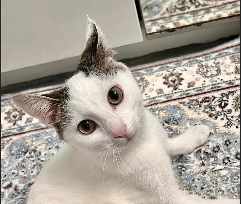 Crystal & Casper thumbnail 4