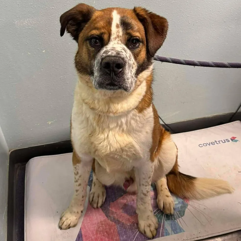 Wrangler thumbnail 2