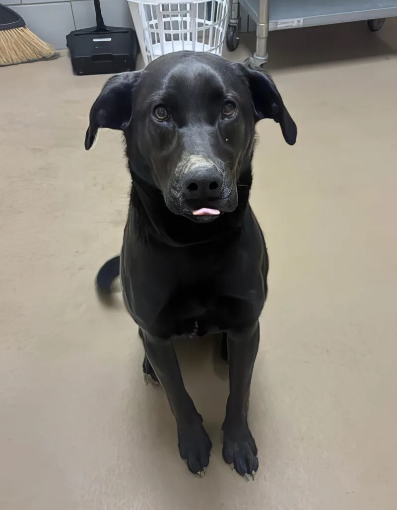 Lululemon thumbnail 2