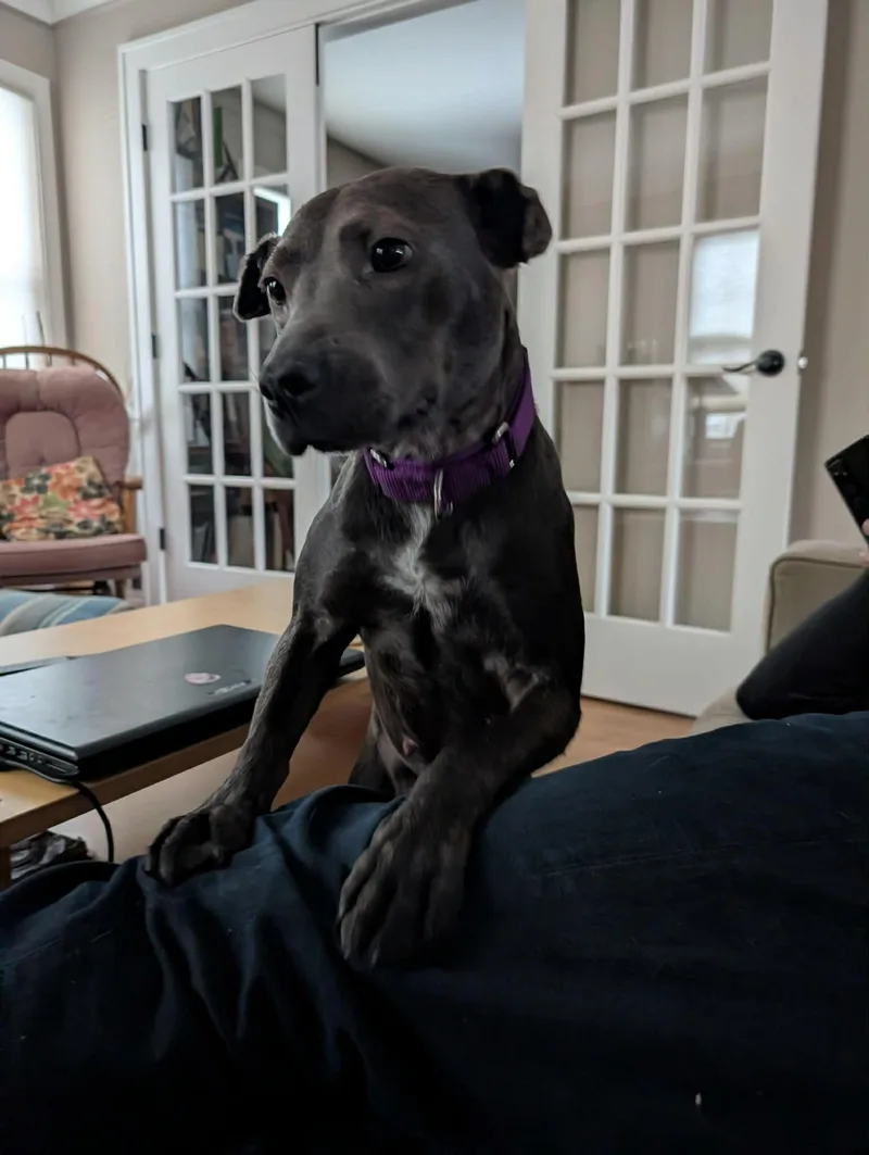 Belle thumbnail 5