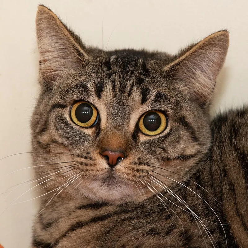 Henrietta thumbnail 2