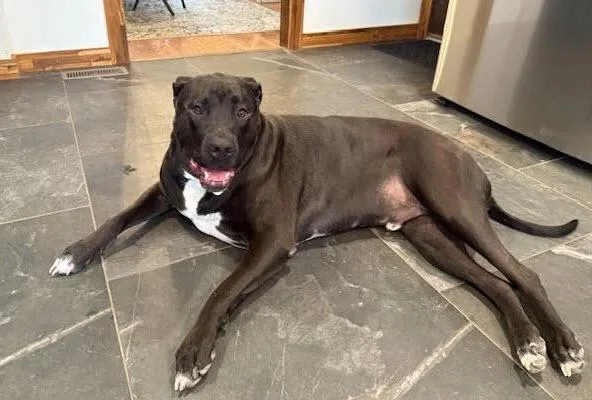 Hobbes Cl thumbnail 3