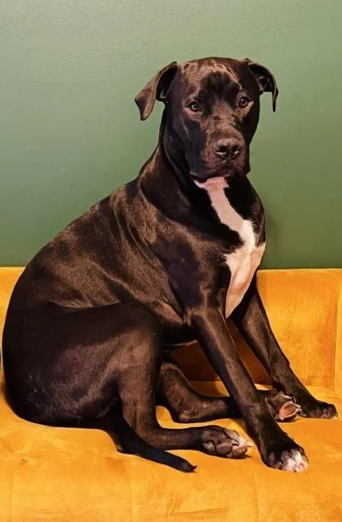 Hobbes Cl thumbnail 5