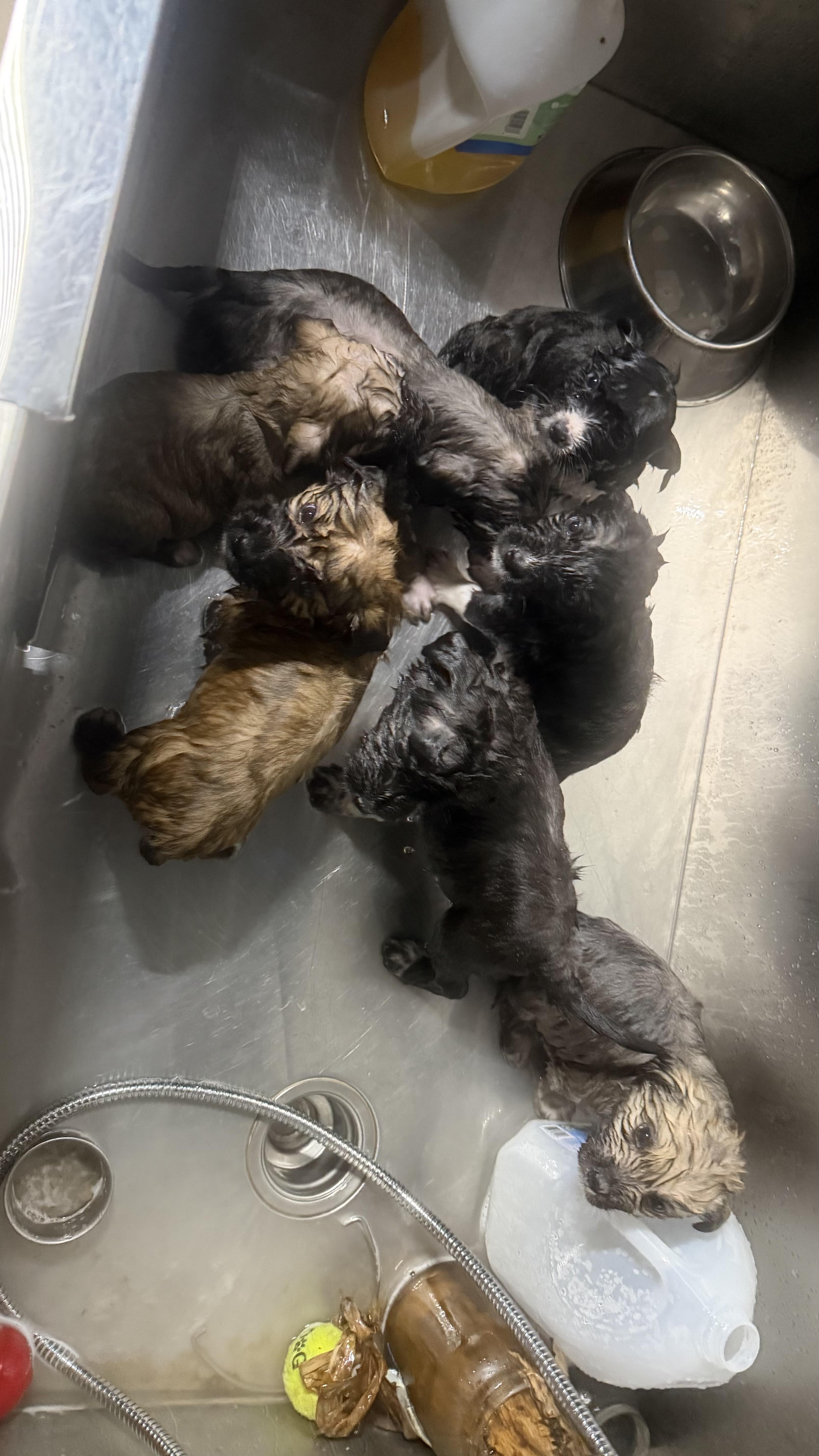 Hobbes Cl thumbnail 6