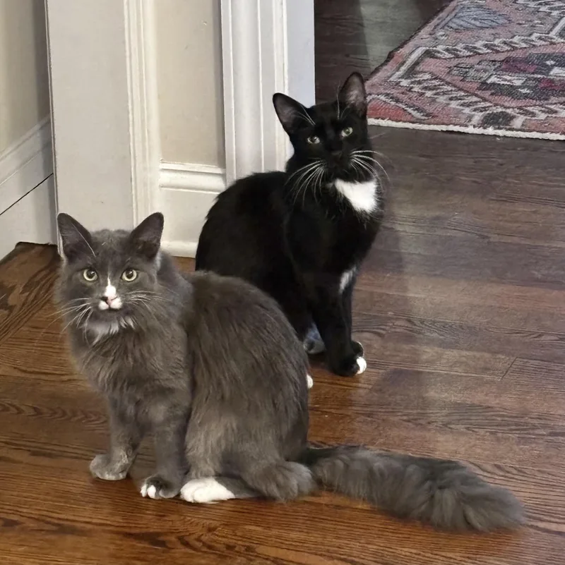 Moon & Twilight thumbnail 2