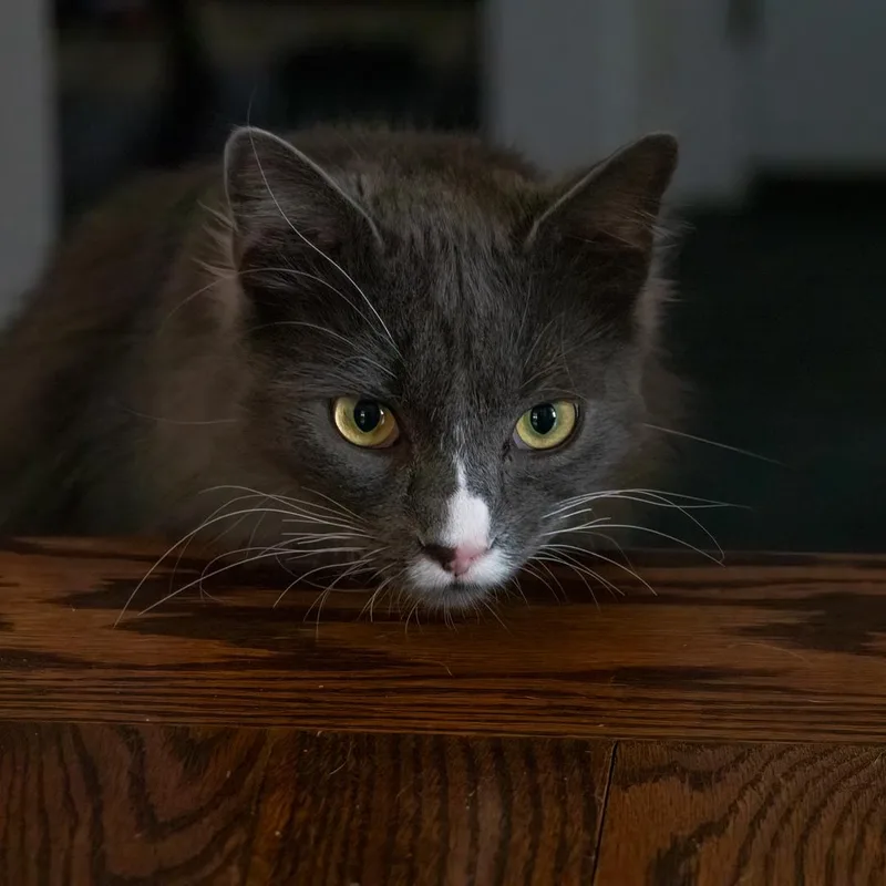 Moon & Twilight thumbnail 3