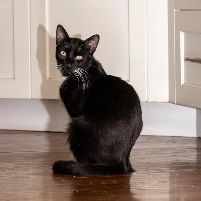 Moon & Twilight thumbnail 4