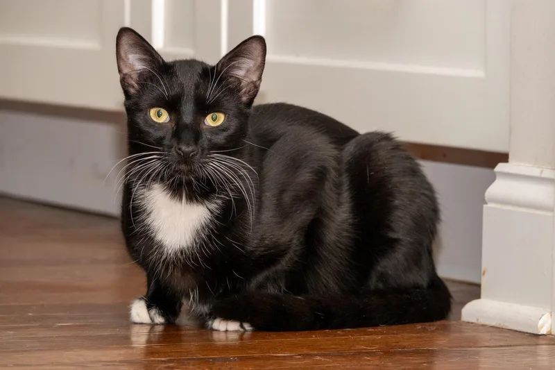 Moon & Twilight thumbnail 5