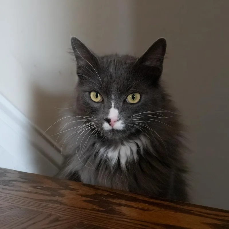 Moon & Twilight thumbnail 6