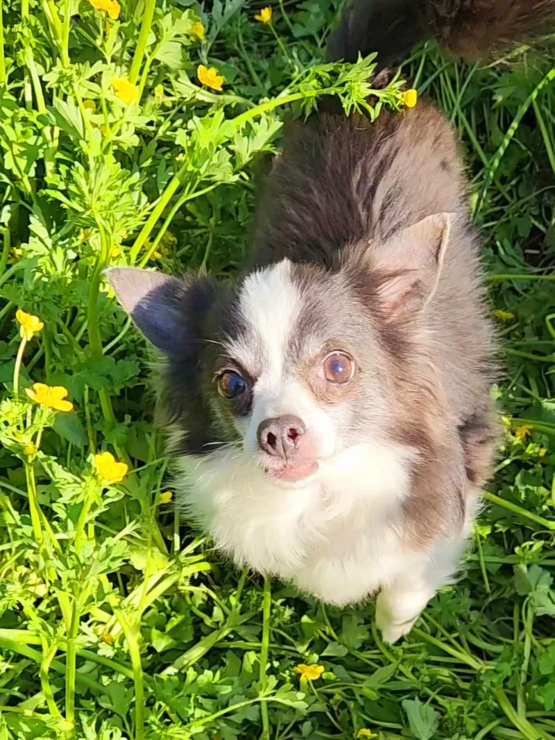 Buddy Jr. thumbnail 2