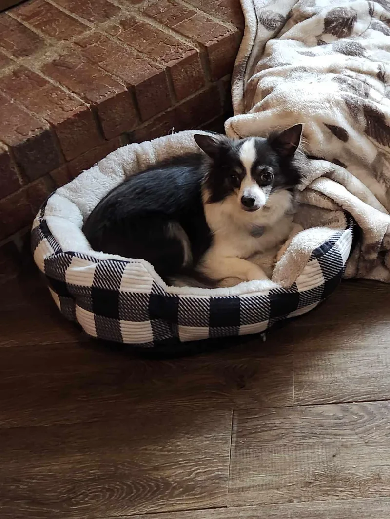 Buddy Jr. thumbnail 3