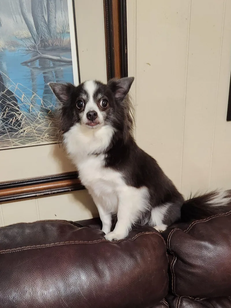 Buddy Jr. thumbnail 4