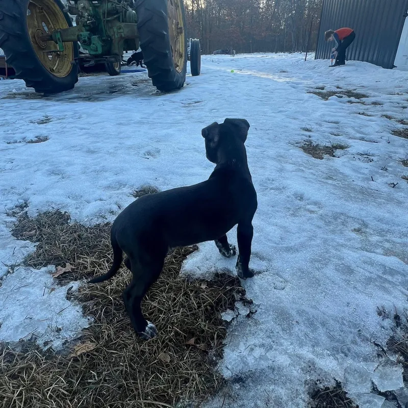 Buttercup thumbnail 2