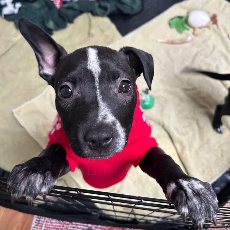 Buttercup thumbnail 3