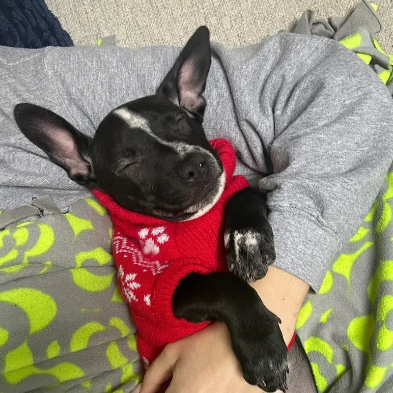 Buttercup thumbnail 4