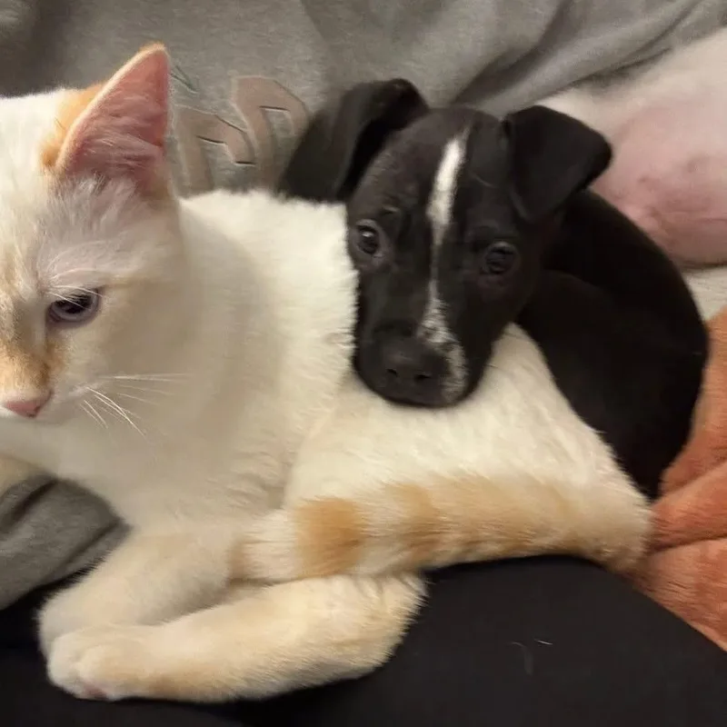 Buttercup thumbnail 5