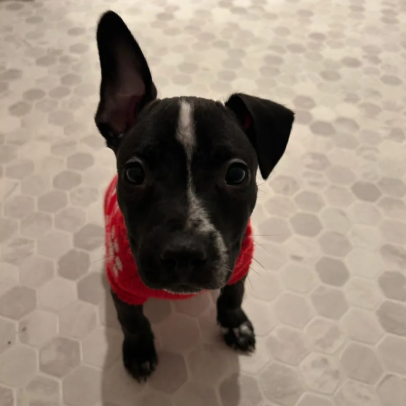 Buttercup thumbnail 6