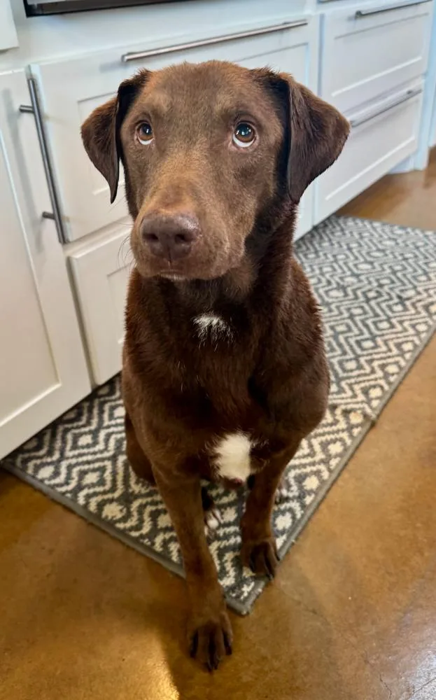 Chaput  Chocolatte thumbnail 3