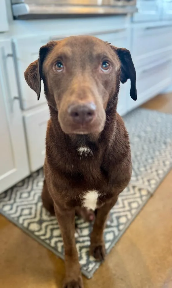 Chaput  Chocolatte thumbnail 4