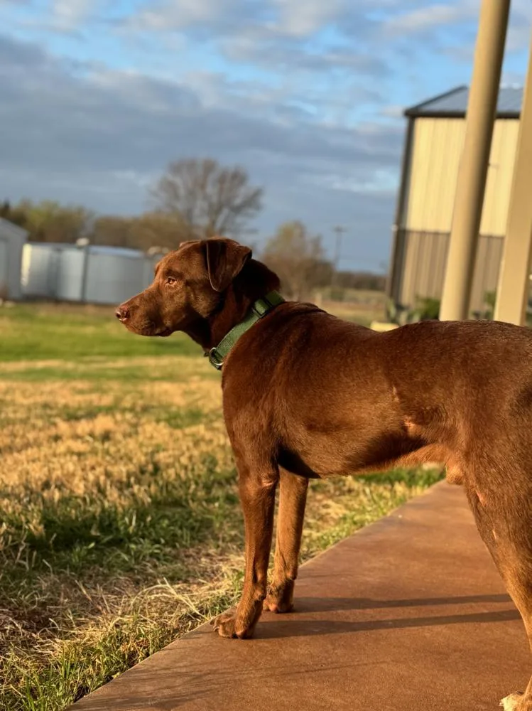 Chaput  Chocolatte thumbnail 6