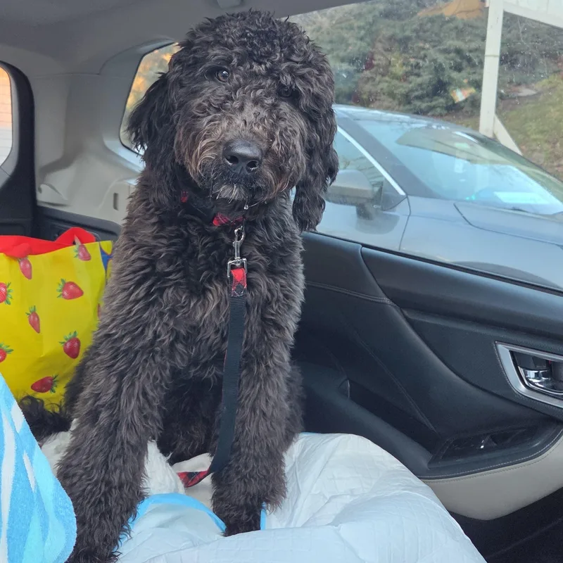 Moose Midnightmeet And Greet