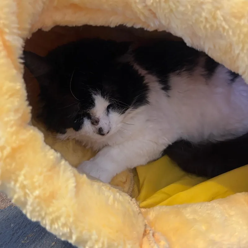 An adult small-sized male White Domestic Short Hair cat named Big Boy for adoption in Midland, TX