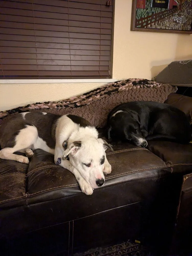 Bxhekaj  Pinkie thumbnail 4