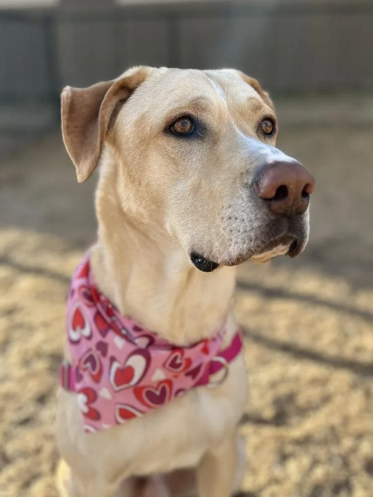 Ayzerman  Slim Pickens thumbnail 3