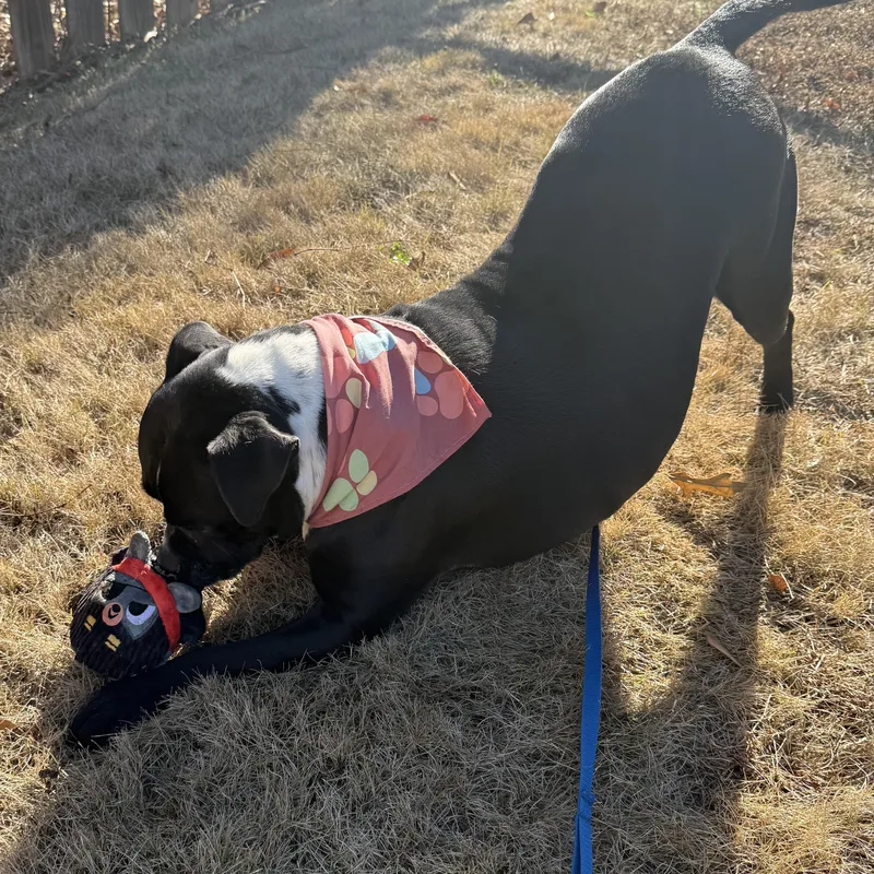 Maggie Mae thumbnail 4