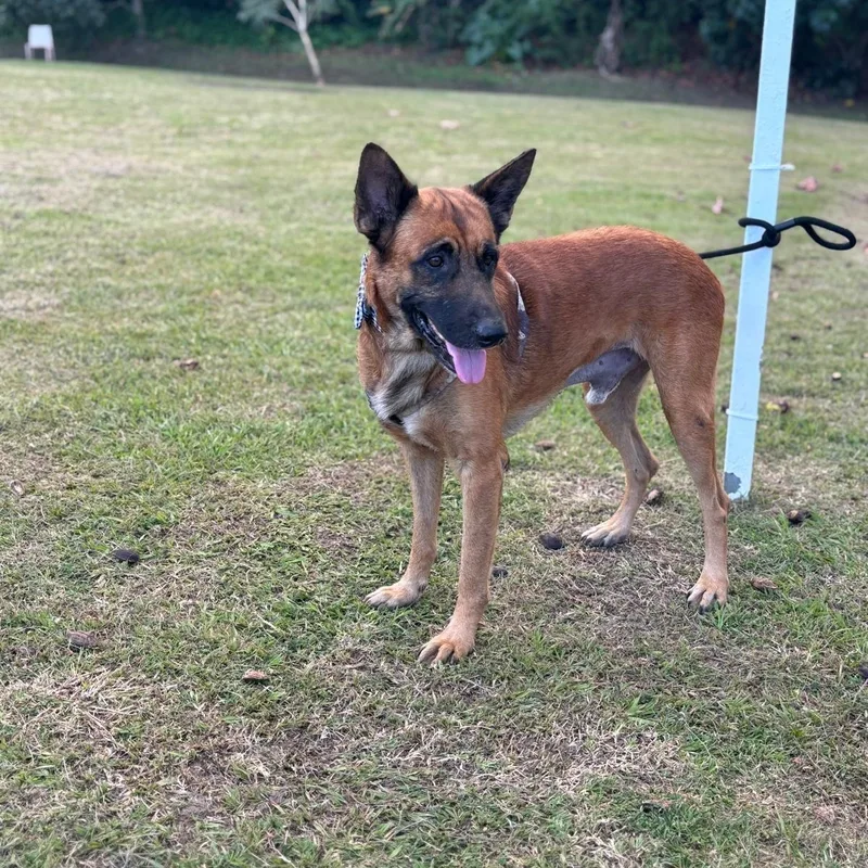 Bobby Wiggles thumbnail 2