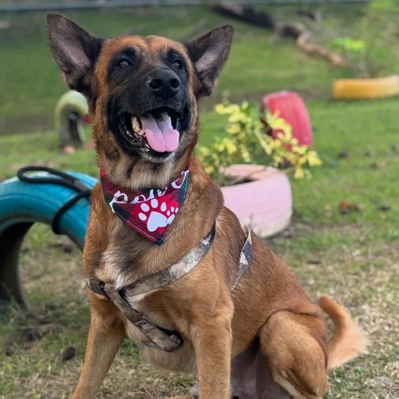 Bobby Wiggles thumbnail 3