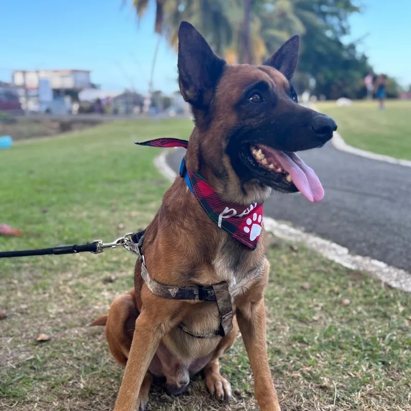 Bobby Wiggles thumbnail 4