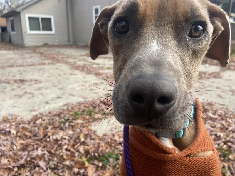 Bon Bon Betty! thumbnail 2