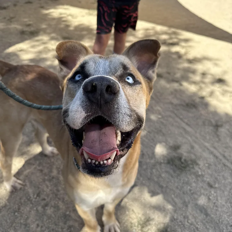 Pedro Pascal thumbnail 2