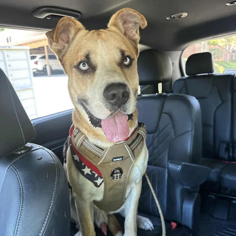 Pedro Pascal thumbnail 4