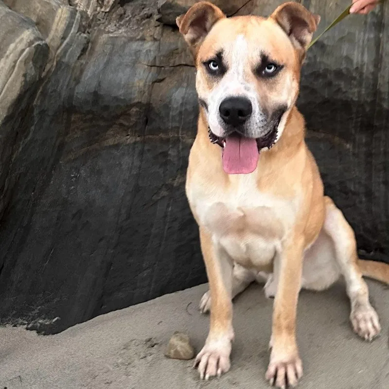 Pedro Pascal thumbnail 6