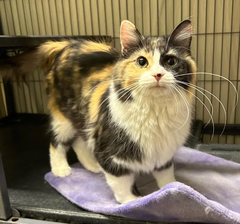 Maggie May thumbnail 2