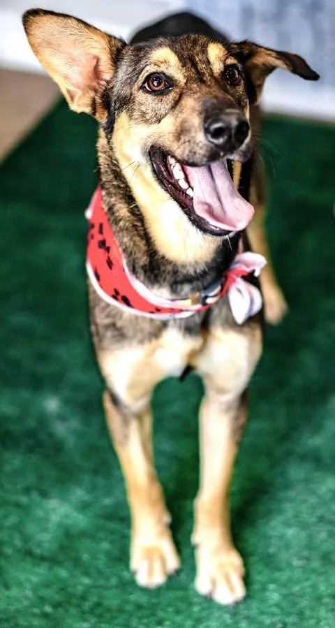 Princessa Lea thumbnail 4