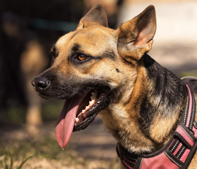 Samantha thumbnail 4