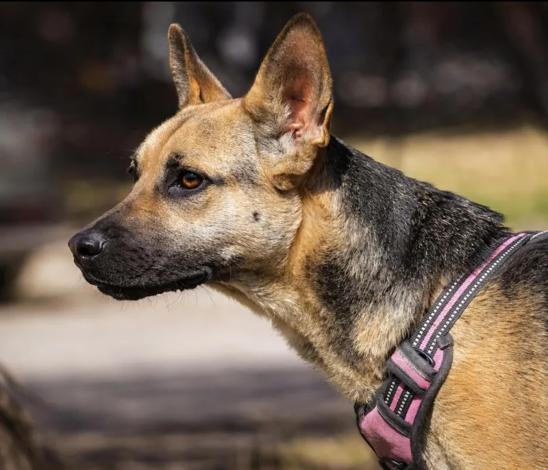 Samantha thumbnail 5