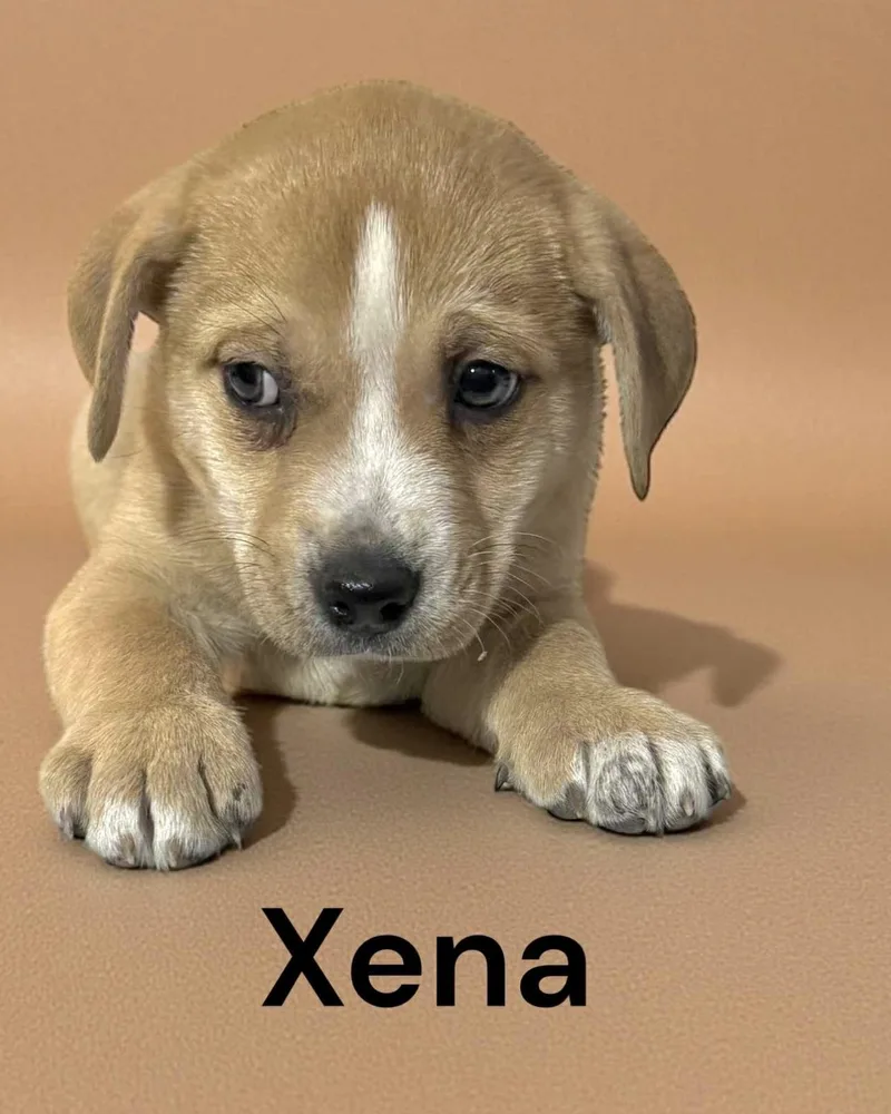 Xena thumbnail 4