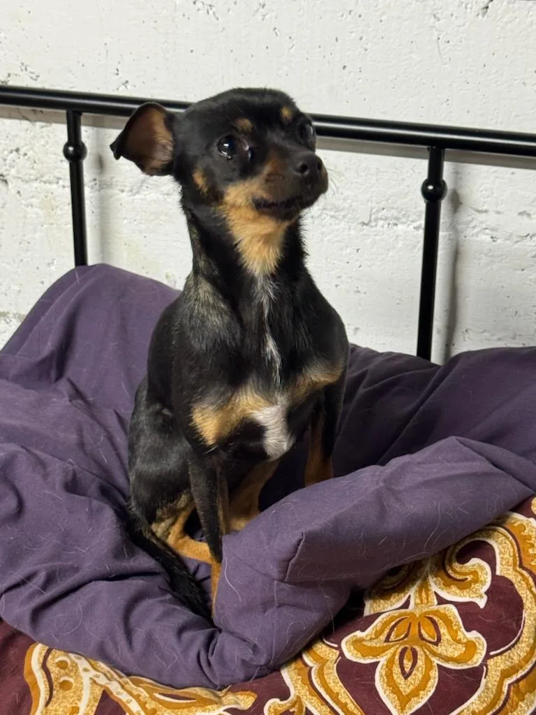 Precious thumbnail 2