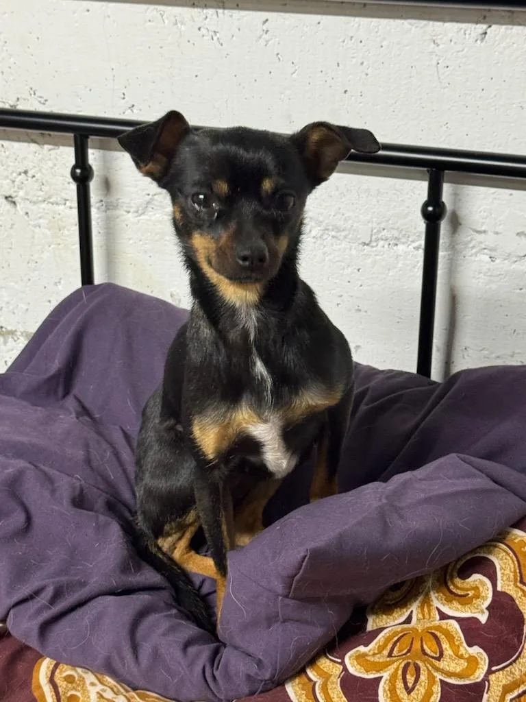 Precious thumbnail 4