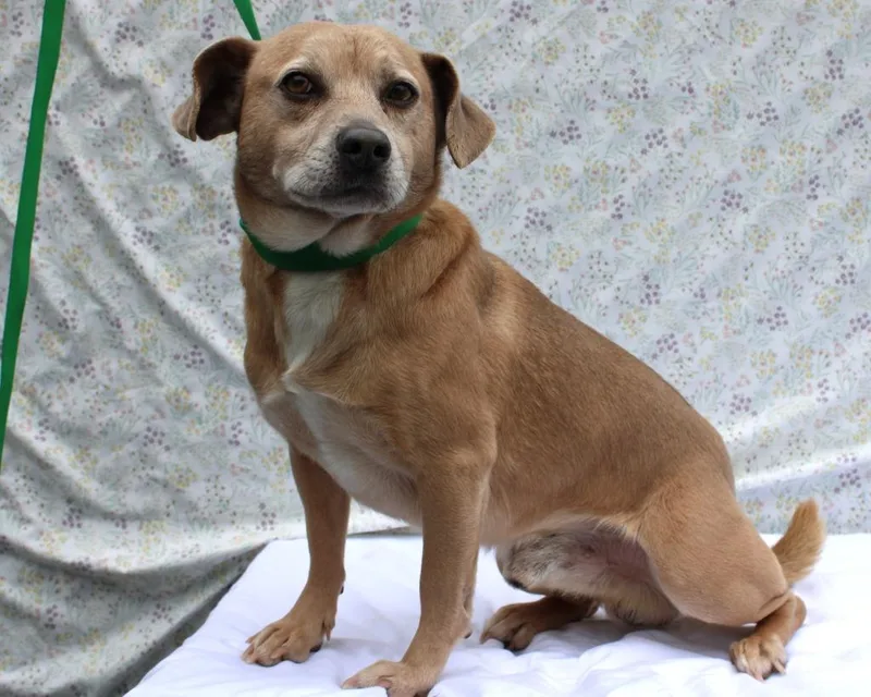 Sir Dexter thumbnail 2