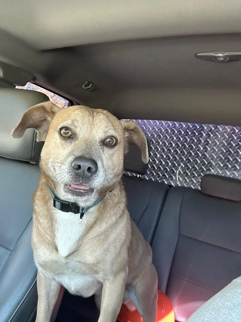 Sir Dexter thumbnail 3