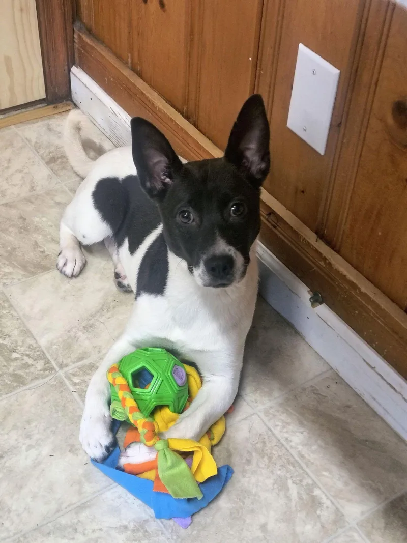 Swallow Tail thumbnail 2