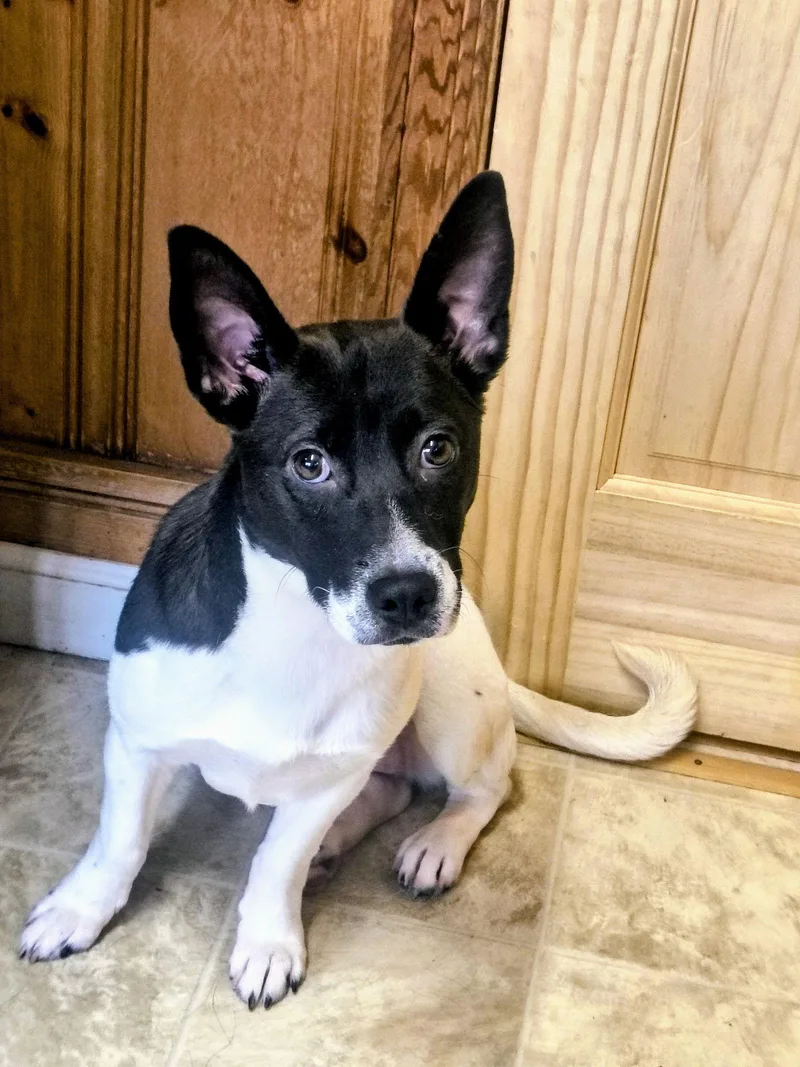 Swallow Tail thumbnail 3