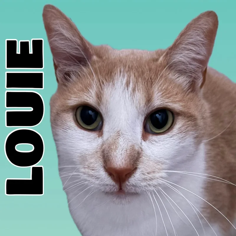 Louie
