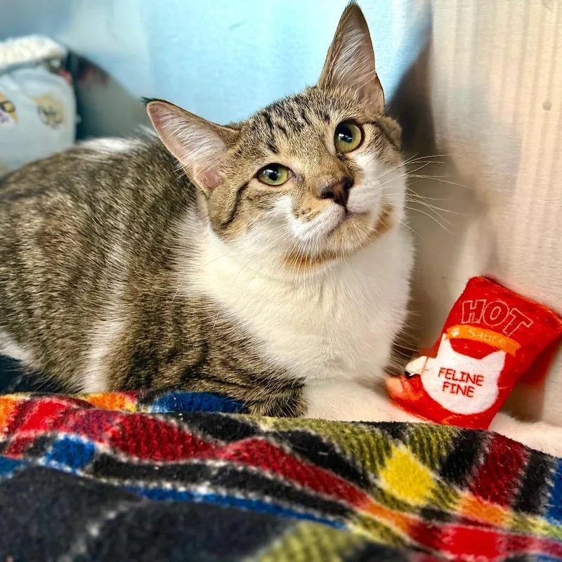 Kattwilliams thumbnail 3