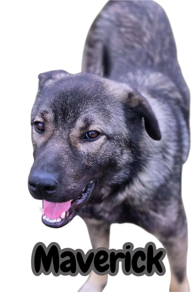 Maverick thumbnail 2